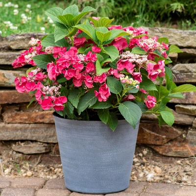 3pc Hydrangea Cherry Explosion - National Plant Network 5 3pc Hydrangea Cherry Explosion - National Plant Network - Image 3