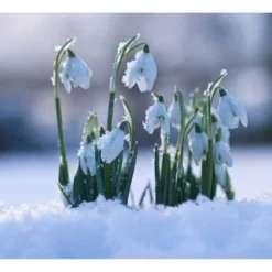Van Zyverden 5ct Bulbs Snowdrops Galanthus
