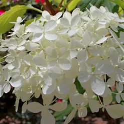 National Plant Network Live Outdoor Phantom Tree Hydrangea Plant -1ct 2gal -Artificial Plant Store GUEST 5d06db44 8f2a 4022 908a e2a53fb77f39