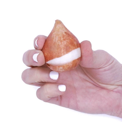 25ct Tulips Golden Apeldoorn Bulbs - Van Zyverden 7 25ct Tulips Golden Apeldoorn Bulbs - Van Zyverden - Image 5