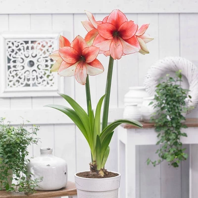 Van Zyverden Amaryllis Multicolored Coral Beach Flower Bulb 3 Van Zyverden Amaryllis Multicolored Coral Beach Flower Bulb