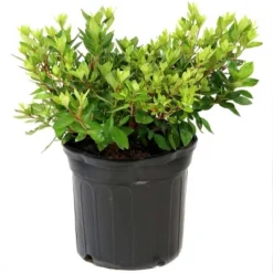 National Plant Network Live Outdoor Hardy Gardenia Azalea Plant - 1ct 3gal 19 National Plant Network Live Outdoor Hardy Gardenia Azalea Plant - 1ct 3gal -Artificial Plant Store GUEST 5e4250d4 13ad 4c7a 8b56 25bd3107b95d