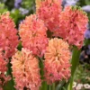10ct Hyacinths Sweet Invitation Bulbs - Van Zyverden 2 10ct Hyacinths Sweet Invitation Bulbs - Van Zyverden -Artificial Plant Store GUEST 5eb942c7 d064 4f70 b48d 0544071be1c9
