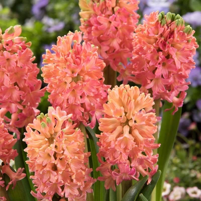 10ct Hyacinths Sweet Invitation Bulbs - Van Zyverden 3 10ct Hyacinths Sweet Invitation Bulbs - Van Zyverden