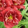 3ct Daylily Stellar Double Rose Roots - Van Zyverden 2 3ct Daylily Stellar Double Rose Roots - Van Zyverden -Artificial Plant Store GUEST 5f083a85 0d55 4da0 a5bf 51cf4792e0d0