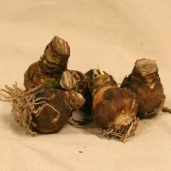 Van Zyverden 5ct Amaryllis Multicolored Flower Bulb Set