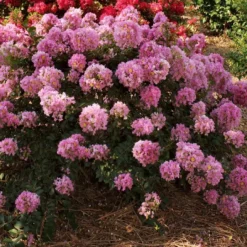 National Plant Network Pocomoke Dwarf Crepe Myrtle - 3gal 20 National Plant Network Pocomoke Dwarf Crepe Myrtle - 3gal -Artificial Plant Store GUEST 619588f6 5a10 4e5f a5d6 5990f8a42efb