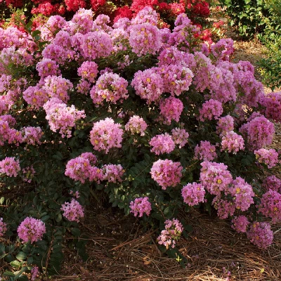 National Plant Network Pocomoke Dwarf Crepe Myrtle - 3gal 11 National Plant Network Pocomoke Dwarf Crepe Myrtle - 3gal - Image 9