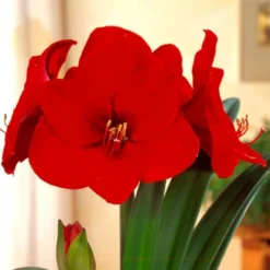 Van Zyverden Amaryllis Bulb Red Lion -Artificial Plant Store GUEST 61b562b9 265c 4946 a475 242696a910b9
