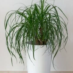 National Plant Network Live Indoor 6" Ponytail Palm Plant 15 National Plant Network Live Indoor 6" Ponytail Palm Plant -Artificial Plant Store GUEST 61f42a69 ff51 4184 8619 ef778353ba63