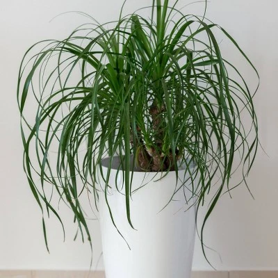 National Plant Network Live Indoor 6" Ponytail Palm Plant 5 National Plant Network Live Indoor 6" Ponytail Palm Plant - Image 3