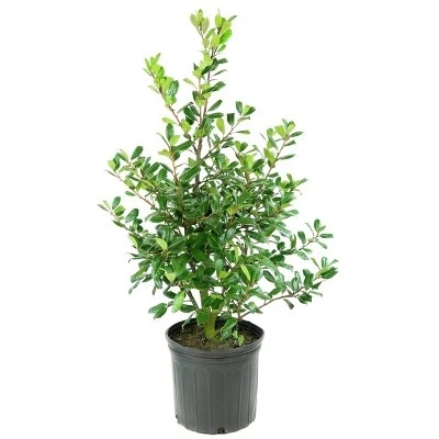 National Plant Network Live Outdoor Nellie R. Stevens Holly Plant - 1ct 3gal 11 National Plant Network Live Outdoor Nellie R. Stevens Holly Plant - 1ct 3gal - Image 9