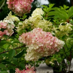 National Plant Network Live Outdoor Phantom Tree Hydrangea Plant -1ct 2gal -Artificial Plant Store GUEST 626cb9cd 5a4d 4781 8dcf 7904c634f6a6
