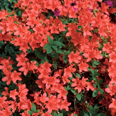 2.25gal Trouper Azalea Plant With Pink Blooms - National Plant Network 4 2.25gal Trouper Azalea Plant With Pink Blooms - National Plant Network - Image 2