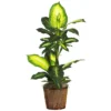 Nearly Natural 42-in Golden Dieffenbachia W/Basket Silk Plant" -Artificial Plant Store GUEST 629fa54d 8e7b 49a2 8f98 916117469275