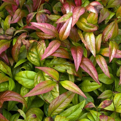 National Plant Network Outdoor Live Fire Power Nandina Plant - 1ct 1gal 5 National Plant Network Outdoor Live Fire Power Nandina Plant - 1ct 1gal - Image 3