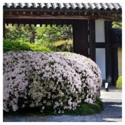 Azalea 'Snow' 1pc - National Plant Network U.S.D.A Hardiness Zone 6-9 5 Azalea 'Snow' 1pc - National Plant Network U.S.D.A Hardiness Zone 6-9 -Artificial Plant Store GUEST 637361cf d3e6 4920 8007 0bcd417ff7b9