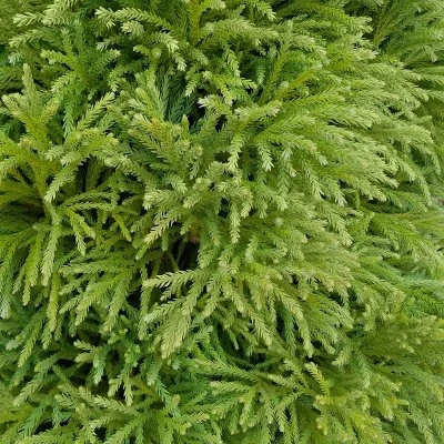 National Plant Network Live Outdoor Globosa Nana Cryptomeria Plant - 1ct 2gal 4 National Plant Network Live Outdoor Globosa Nana Cryptomeria Plant - 1ct 2gal - Image 2