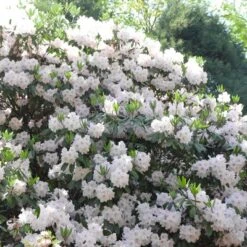 Encore 1pc Azalea Autumn Lily - National Plant Network 6 Encore 1pc Azalea Autumn Lily - National Plant Network -Artificial Plant Store GUEST 643a1daa 3766 4fb5 854d a92cf79a4554