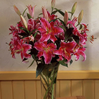 Lilies Oriental Stargazer - Set Of 12 Bulbs - Van Zyverden 5 Lilies Oriental Stargazer - Set Of 12 Bulbs - Van Zyverden - Image 3
