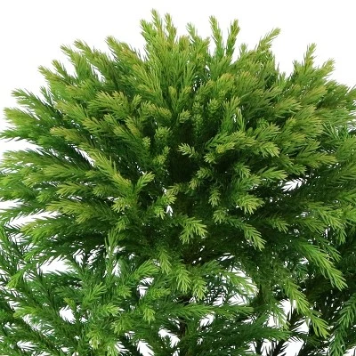 National Plant Network Live Outdoor Globosa Nana Cryptomeria Plant - 1ct 2gal 9 National Plant Network Live Outdoor Globosa Nana Cryptomeria Plant - 1ct 2gal - Image 7
