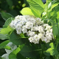 National Plant Network Live Outdoor 4" Wedding Gown Hydrangea Plants - 3ct -Artificial Plant Store GUEST 652c3b4b 702b 4013 b78b 1a2d16d3b52c