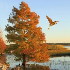 2.25gal Bald Cypress Tree - National Plant Network 8 2.25gal Bald Cypress Tree - National Plant Network -Artificial Plant Store GUEST 666ee78d 08e5 4e53 818f 01381635147c