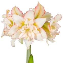 Van Zyverden Amaryllis White/Pink Impatient Flower Bulb 9 Van Zyverden Amaryllis White/Pink Impatient Flower Bulb -Artificial Plant Store GUEST 66d98e9c 1f9b 48a2 ba10 8ca2a789d3a2