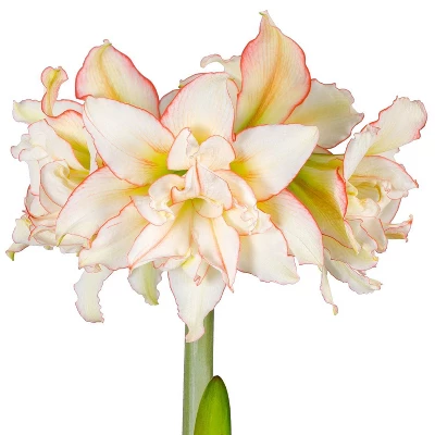 Van Zyverden Amaryllis White/Pink Impatient Flower Bulb 5 Van Zyverden Amaryllis White/Pink Impatient Flower Bulb - Image 3