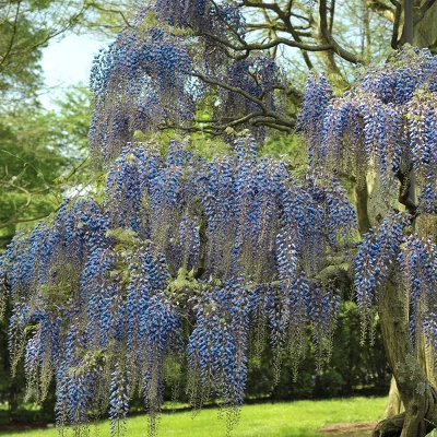 Wisteria 'Blue' 1pc U.S.D.A. Hardiness Zones 3-9 National Plant Network 2.5qt 3 Wisteria 'Blue' 1pc U.S.D.A. Hardiness Zones 3-9 National Plant Network 2.5qt