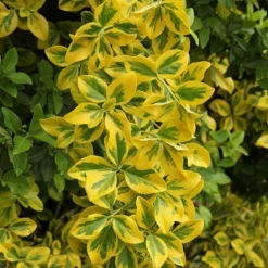 National Plant Network Live Outdoor Golden Euonymus Plant - 1ct 1gal 18 National Plant Network Live Outdoor Golden Euonymus Plant - 1ct 1gal -Artificial Plant Store GUEST 674f44d9 ee0e 4ff6 b97d da05f498b544 1