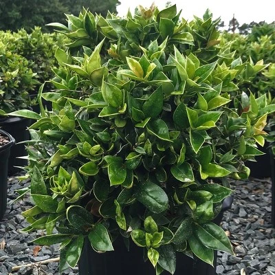 2.25gal Carissa Holly Plant - National Plant Network 5 2.25gal Carissa Holly Plant - National Plant Network - Image 3