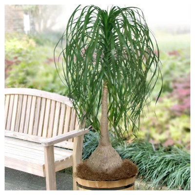Ponytail Palm 1pc - National Plant Network U.S.D.A Hardiness Zone 8b-11 3 Ponytail Palm 1pc - National Plant Network U.S.D.A Hardiness Zone 8b-11
