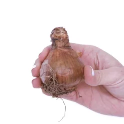 6ct Narcissus Daffodils Shrike Set Orange - Van Zyverden 8 6ct Narcissus Daffodils Shrike Set Orange - Van Zyverden -Artificial Plant Store GUEST 67f682d2 cd80 468f b76c 9ab1d3b6f1d6