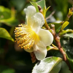 National Plant Network Live Indoor/Outdoor Brew-Tea-Ful Plant - 1ct 2.5qt 13 National Plant Network Live Indoor/Outdoor Brew-Tea-Ful Plant - 1ct 2.5qt -Artificial Plant Store GUEST 68b415a9 58f1 4393 b9bd 1cc9ca572660