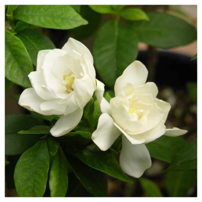 Gardenia 'August Beauty' Cottage Hill - U.S.D.A. Hardiness Zones 7-11 3 Gardenia 'August Beauty' Cottage Hill - U.S.D.A. Hardiness Zones 7-11