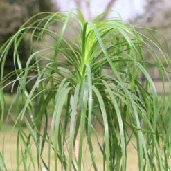National Plant Network Live Indoor 6" Ponytail Palm Plant 16 National Plant Network Live Indoor 6" Ponytail Palm Plant -Artificial Plant Store GUEST 68e7db81 d5e3 4028 ad22 cd03225f1d27