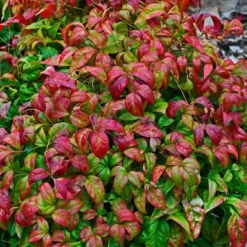 National Plant Network Outdoor Live Fire Power Nandina Plant - 1ct 1gal 15 National Plant Network Outdoor Live Fire Power Nandina Plant - 1ct 1gal -Artificial Plant Store GUEST 69a57248 348b 4f80 88f1 0d0b85616356