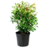 Cleyera Japonica 1pc - National Plant Network U.S.D.A Hardiness Zone 7-9 - 2.25 Gallon -Artificial Plant Store GUEST 6aa9b935 8a89 4061 b884 6ea668dda460