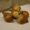 25ct Dutch Iris Miss Saigon Bulbs - Van Zyverden -Artificial Plant Store GUEST 6afab489 7d9e 4e63 9fc6 8d772b562c91