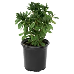 Azalea Delaware Valley White' 1pc - National Plant Network - U.S.D.A. Hardiness Zones 5 - 8