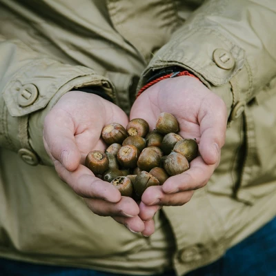 2.25gal Nutall Oak Tree - National Plant Network 5 2.25gal Nutall Oak Tree - National Plant Network - Image 3