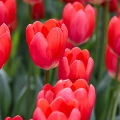 Van Zyverden 12ct Bulbs Tulips Cosmopolitan 11 Van Zyverden 12ct Bulbs Tulips Cosmopolitan -Artificial Plant Store GUEST 6c3d6e0e 6d9f 4b4c 8fba 35a1c9ca0bdc