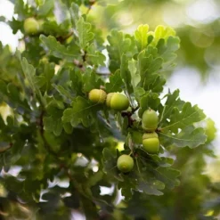 2.25gal Bur Oak Tree - National Plant Network: Hardy Outdoor Live Shrub, Full Sun, Zone 3-8 9 2.25gal Bur Oak Tree - National Plant Network: Hardy Outdoor Live Shrub, Full Sun, Zone 3-8 -Artificial Plant Store GUEST 6d20aed1 a477 4fa6 ae3a 96f6c6725514