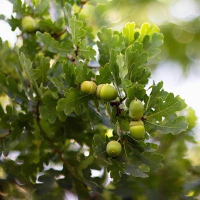 2.25gal Bur Oak Tree - National Plant Network: Hardy Outdoor Live Shrub, Full Sun, Zone 3-8 5 2.25gal Bur Oak Tree - National Plant Network: Hardy Outdoor Live Shrub, Full Sun, Zone 3-8 - Image 3