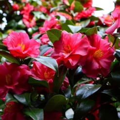National Plant Network Live Outdoor Shi Shi Camellia Sasanqua Plant - 1ct 2.5qt -Artificial Plant Store GUEST 6d5da254 27ad 4a10 b4d4 396411a7cbb2