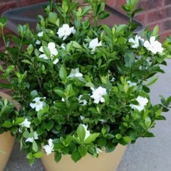 2.25gal Radicans Gardenia Plant White Blooms - National Plant Network 8 2.25gal Radicans Gardenia Plant White Blooms - National Plant Network -Artificial Plant Store GUEST 6de0a48b dbc6 4a89 9d4b 1999246782bb