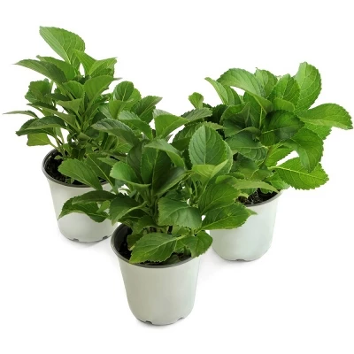 National Plant Network Live Outdoor 4" Cherry Explosion Hydrangea Plants - 3ct 11 National Plant Network Live Outdoor 4" Cherry Explosion Hydrangea Plants - 3ct - Image 9