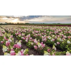 Hydrangea Berry White Shrub - National Plant Network -Artificial Plant Store GUEST 6f4334a0 6b2d 4bc0 8ec3 e08d6179ba04