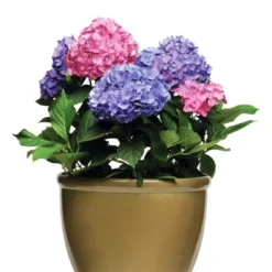 Hydrangea 'LA Dreamin' 3pc - National Plant Network - U.S.D.A. Hardiness Zones 5 - 10 9 Hydrangea 'LA Dreamin' 3pc - National Plant Network - U.S.D.A. Hardiness Zones 5 - 10 -Artificial Plant Store GUEST 701ca6f4 8a1a 494a af99 e2f82579f4b5